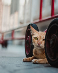 Close-up portrait of a cat