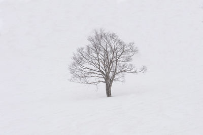 Bare tree on snow covered land