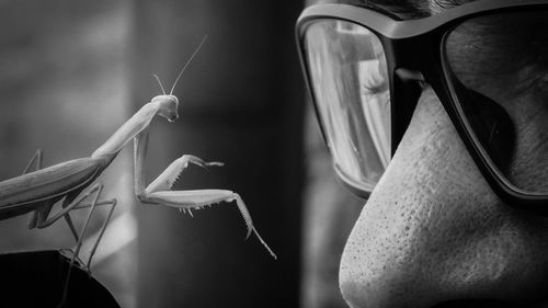 Eye to eye close-up of praying mantis insect 
