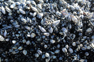 Full frame shot of pebbles