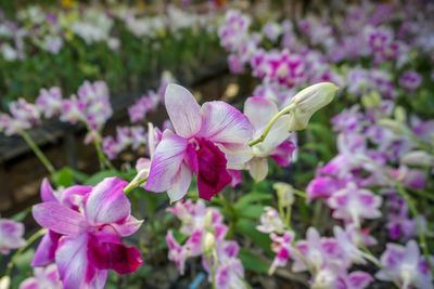 Close-up of pink flowering plant