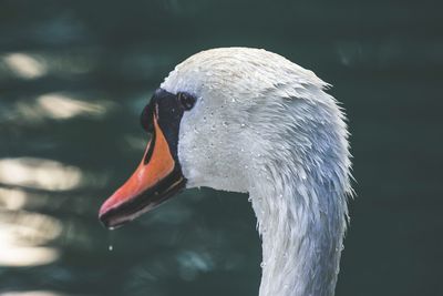 Close-up of swan in lake