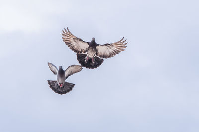 Low angle view of pigeons flying in clear blue sky