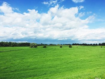 Sheep grazing on field against sky