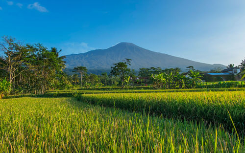 Scenic view of rice field against sky