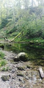 Scenic view of river stream in forest