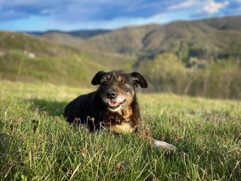 Selective focus of cute brown dog resting in the green grass with mountains in the background
