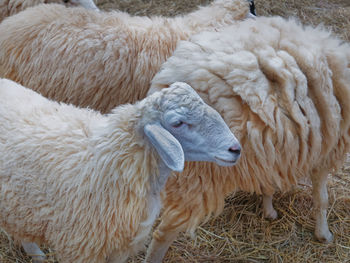 Close-up face of a sheep in the herd
