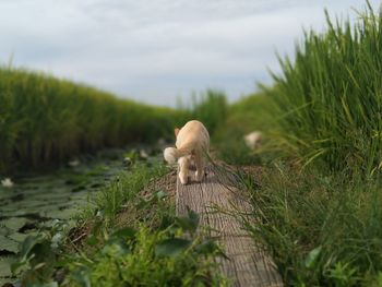 View of an animal on grass