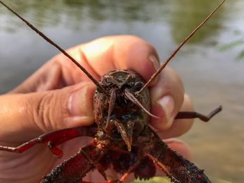 Close-up of hand holding leaf against sea