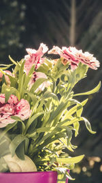 Close-up of pink flowering plant