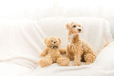 Dog with teddy bear on sofa