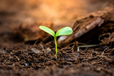 Close-up of fresh green plant