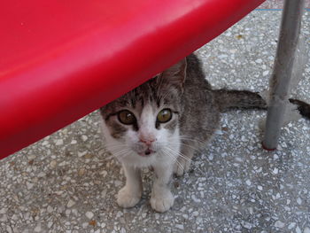 Close-up portrait of cat