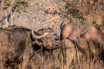 View of an animal on field