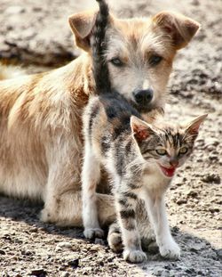 Close-up portrait of two cats on field