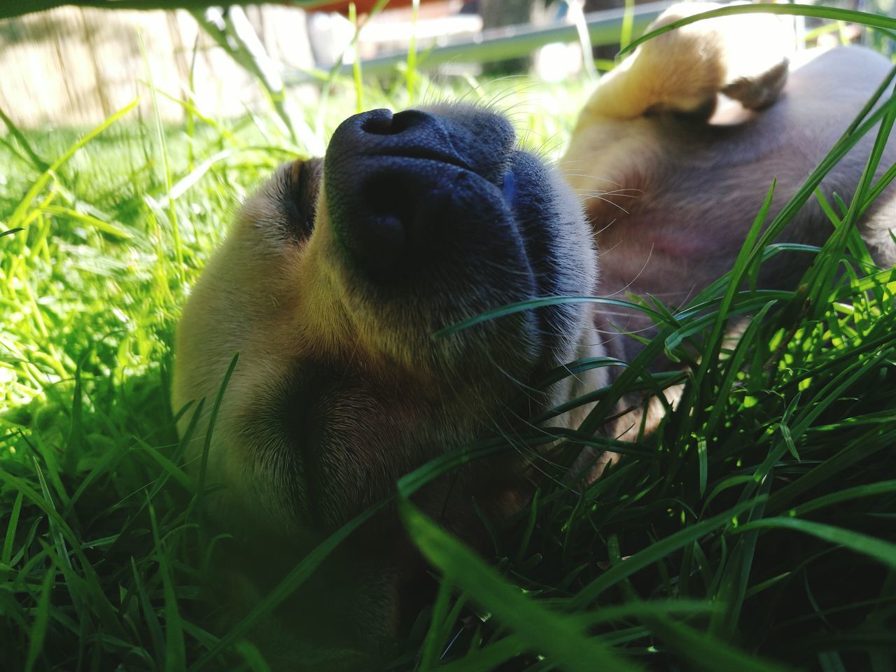 animal themes, one animal, wildlife, animals in the wild, close-up, focus on foreground, mammal, animal head, zoology, day, curiosity, outdoors, snout, no people, animal nose, animal hair