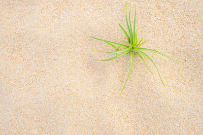 High angle view of grass growing at beach