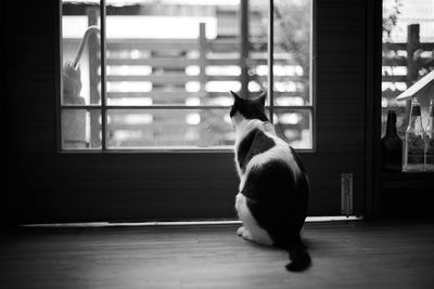 Cat looking away while sitting on floor at home