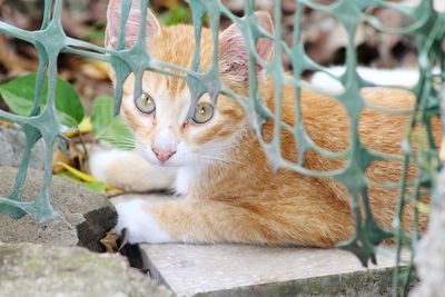 Close-up of a cat