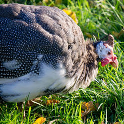 Close-up of duck on field