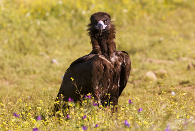 View of a bird on field