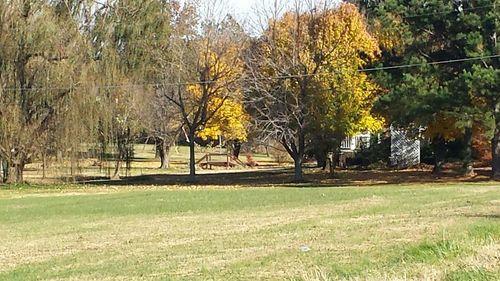 Trees on grassy field