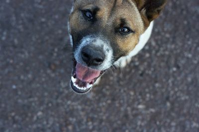 Close-up portrait of dog