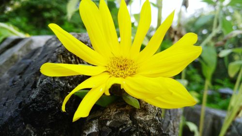 Close-up of yellow flower