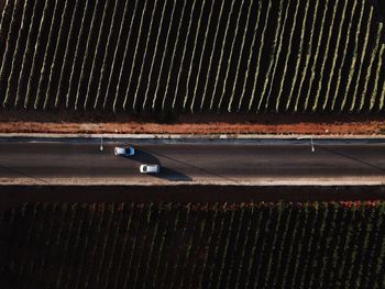 Directly above shot of cars amidst vineyard on road