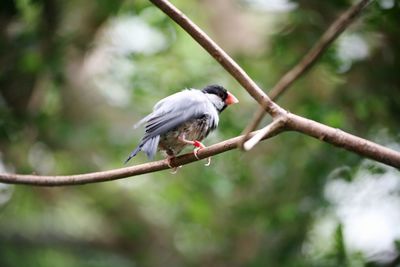 Low angle view of bird perching on branch