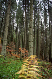 Trees in forest