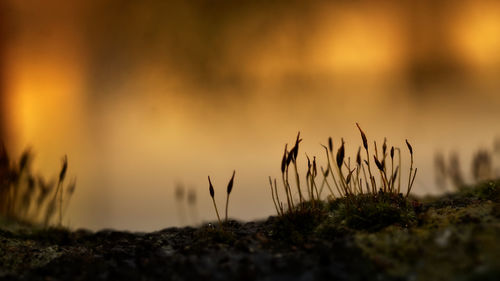 Close-up of grass on field against sky during sunset