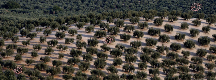 High angle view of people on plants