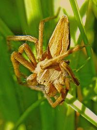 Close-up of insect on plant