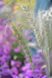 Close-up of purple flowering plants