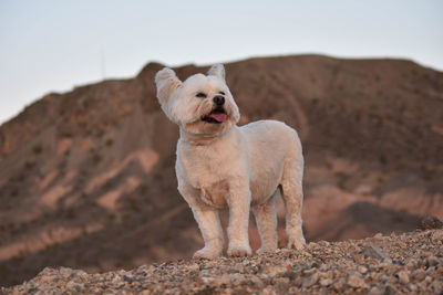 Dog standing on rock against sky