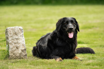 Portrait of dog sitting on grass