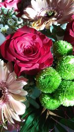 Close-up of pink roses