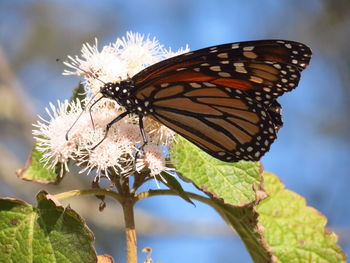 Close-up of butterfly perching on flower