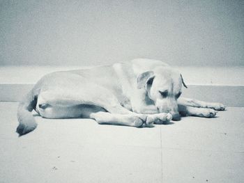 Dog sleeping on floor