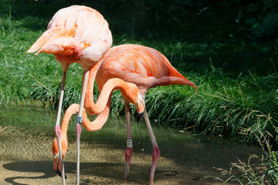 flamingo