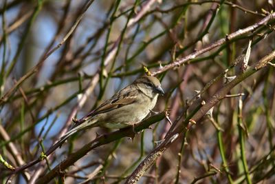 Low angle view of bird perching on branch