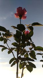 Low angle view of bougainvillea blooming against sky