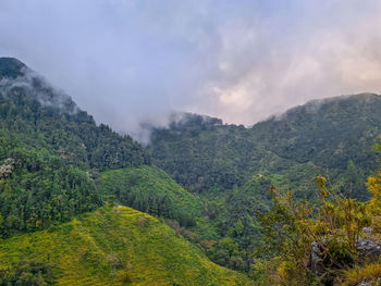 nature