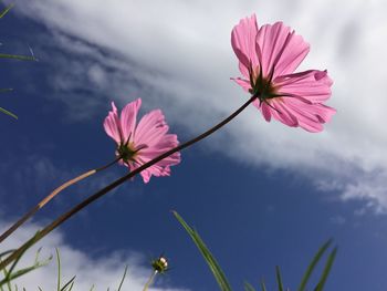 Close-up of pink cosmos flowers blooming against sky