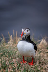 Close-up of bird perching on a field