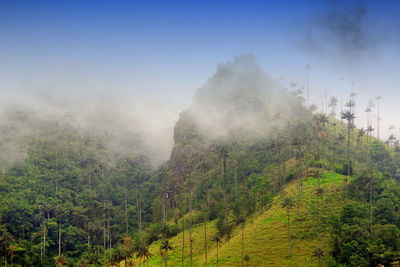 Scenic view of forest against sky