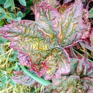 Close-up of plant