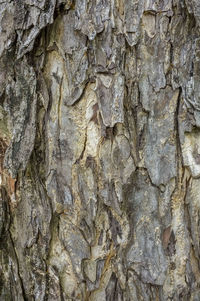 Full frame shot of tree trunk